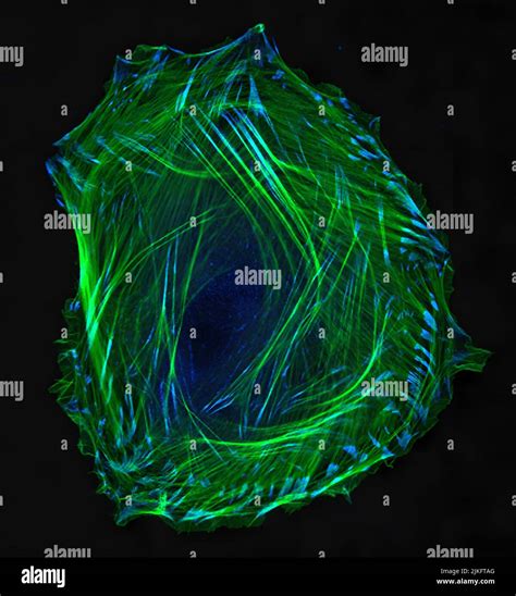 Embryonic Smooth Muscle Cell Immunofluorescence Labeled Actin