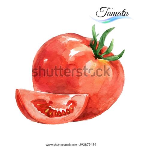 23,420 Watercolor Tomato Images, Stock Photos & Vectors | Shutterstock