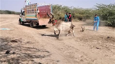 Aggressive Kankrej Cow Unloading Hodka Banni Pashu Mela Kutch Youtube