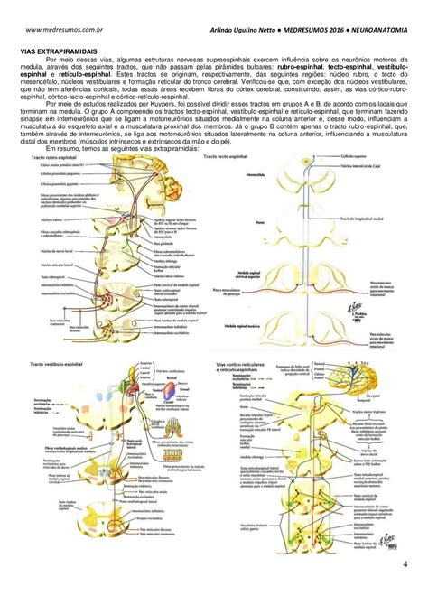 Medresumos 2016 Neuroanatomia 21 Grandes Vias Eferentes