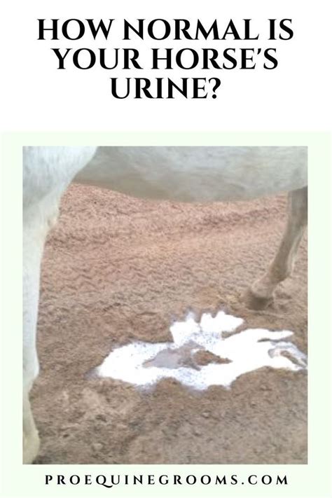 A White Horse Standing On Top Of A Dirt Field With Text Overlay Reading