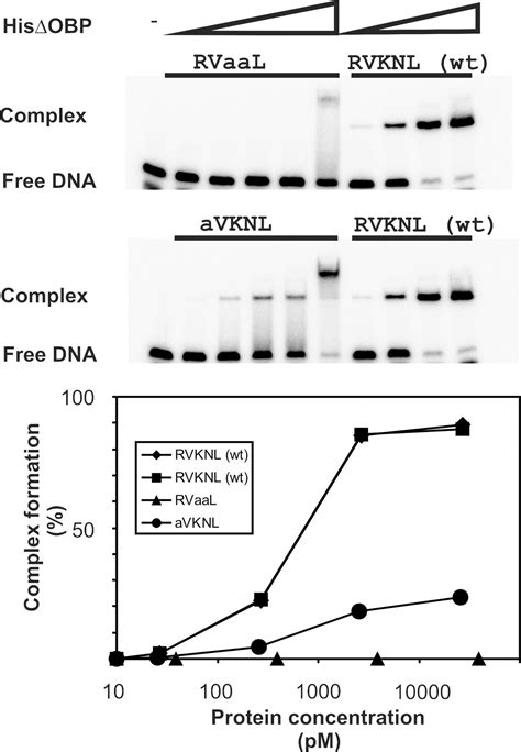 Stepwise Evolution Of The Herpes Simplex Virus Origin Binding Protein