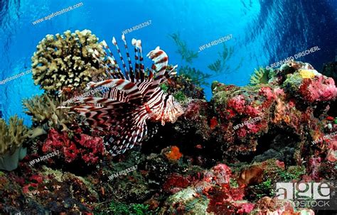 Lionfish Turkeyfish And Coral Reef Pterois Volitans Raja Ampat Irian