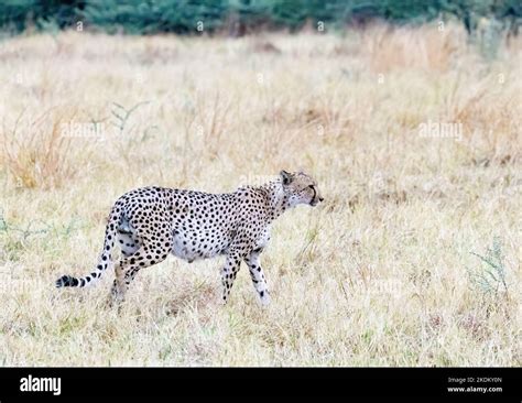 Cheetah Africa Wild Adult Male Cheetah Standing In Grassland Acinonyx