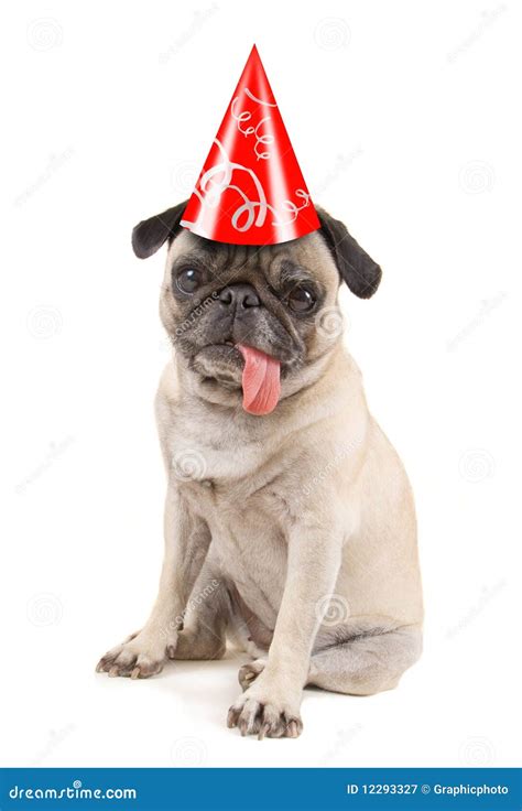 Birthday pug stock image. Image of mutt, mammal, howl - 12293327
