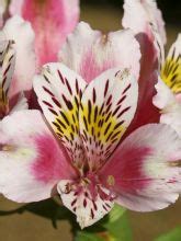 Lis des Incas Duc d Anjou François Alstroemeria Duc d Anjou