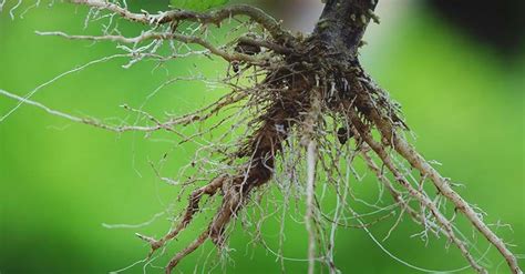 Plant Roots 101 Going Back To Our Roots In The Garden Plant Roots