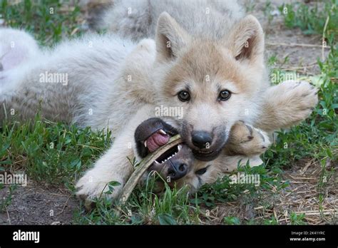 Arctic wolf pups playing Stock Photo - Alamy