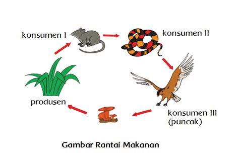 Rantai Makanan (Halaman 61) - BELAJAR KURIKULUM 2013