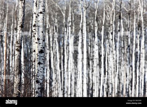 Aspen Trees in Winter Stock Photo - Alamy