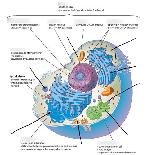 Eukaryotic Cell Diagram | Quizlet 