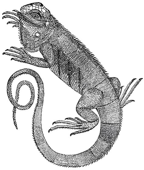 Free Iguana Clipart