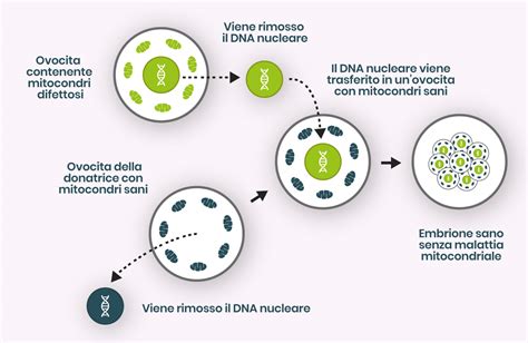 Tecniche Di Sostituzione Mitocondriale Mitocon