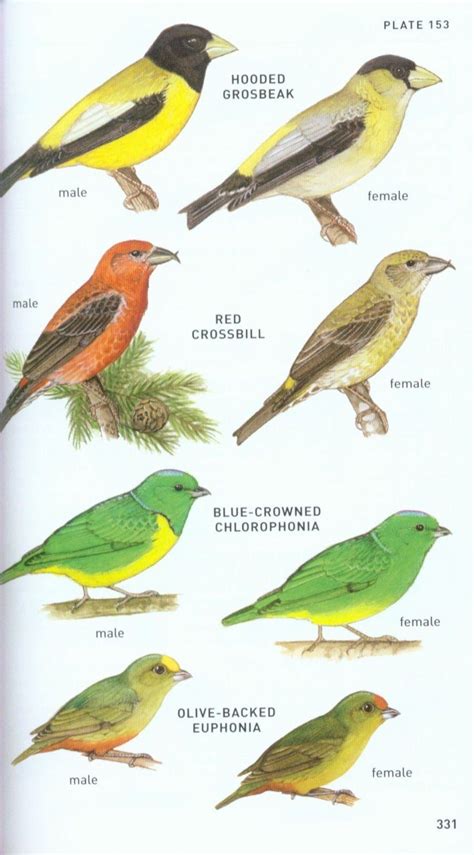 Peterson Field Guide To Birds Of Northern Central America Belize El