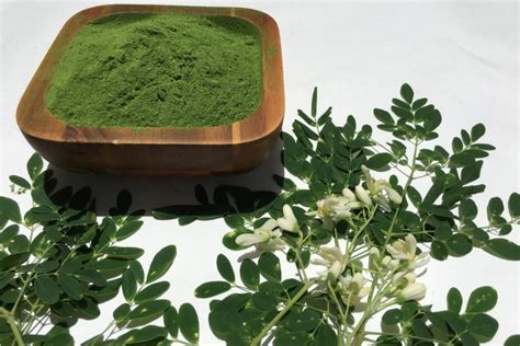 Moringa Para Qu Sirve C Mo Tomarla Beneficios Y Contraindicaciones