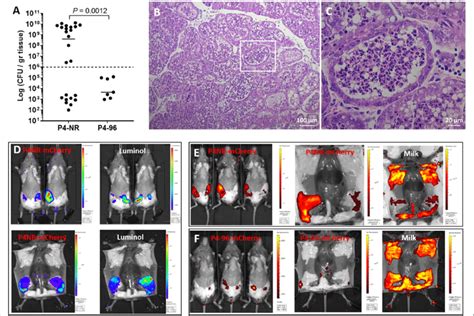 Mpec P Strain Is Attenuated In Mammary Colonization Fitness And