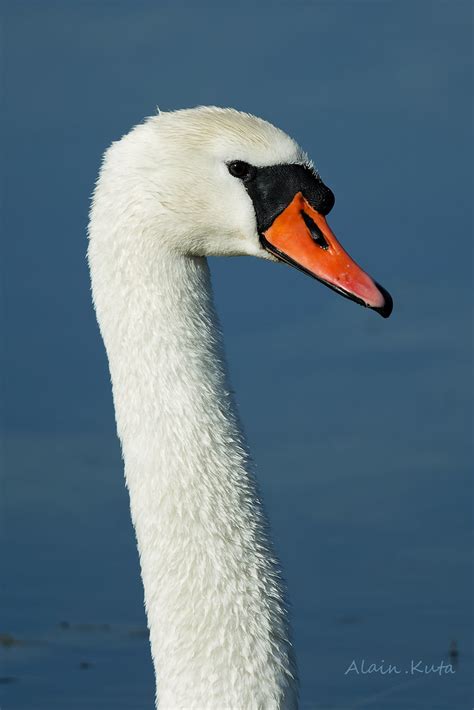 Cygne tuberculé Cygnus olor Mute Swan Alain KUTA Flickr