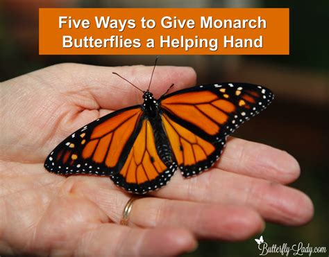 Five Ways To Help Monarch Butterflies Butterfly Lady