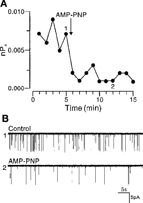 Figure 2 From Activation Of KCa Channels In Airway Smooth Muscle Cells