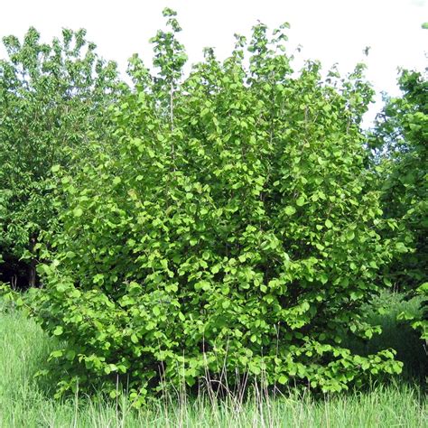 Corylus Avellana Scooter Un Noisetier Nain Et Tortueux