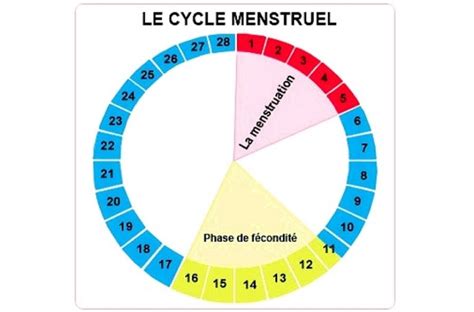 Comprendre Facilement Le Cycle Menstruel