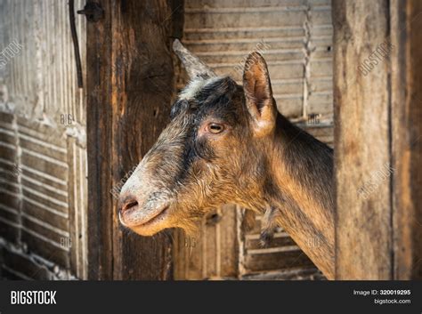 Close Goat Stable Image Photo Free Trial Bigstock