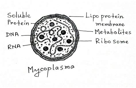 Prokaryotic Cell: Definition, Features, Structure, Examples