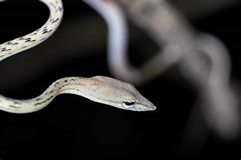 Top 10 Cutest Snake Breeds In The World Ranked