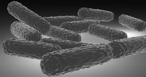 Bacilli Bacteria Model - TurboSquid 1593514