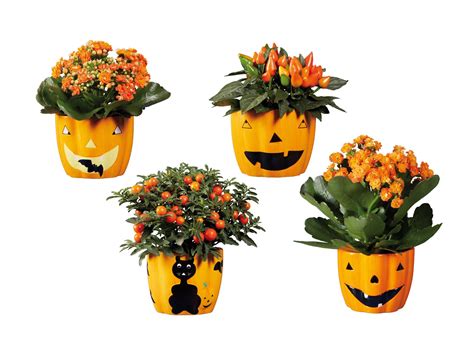 Plante Decorative Halloween L G Si I La Lidl