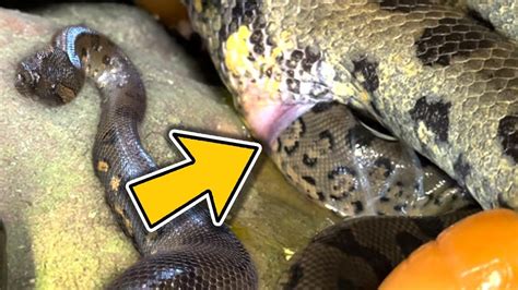 Do Anacondas Give Live Birth 28 Most Correct Answers