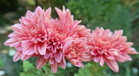 Photo Of The Bloom Of Decorative Mum Chrysanthemum Coral Charm