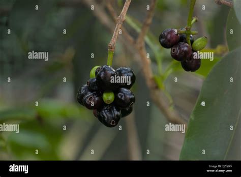 Jamun Fruit Hanging On Tree Malabar Plum Java Plum Or Black Plum