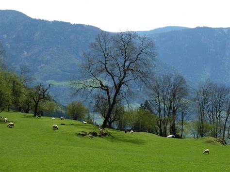 Free Images Landscape Tree Grass Wilderness Plant Sky Hiking