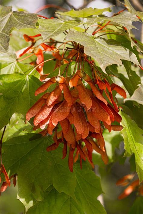 Red Maple Seeds, on a Maple Branch in Spring Stock Image - Image of botany, multicolored: 249879655