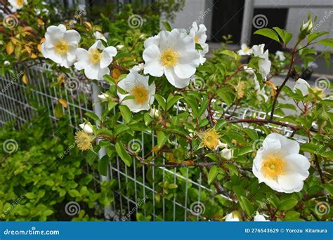 Flores Cherokee Rose Rosa Laevigata Imagen De Archivo Imagen De