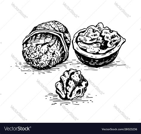 Walnut whole nut shell and kernel Royalty Free Vector Image