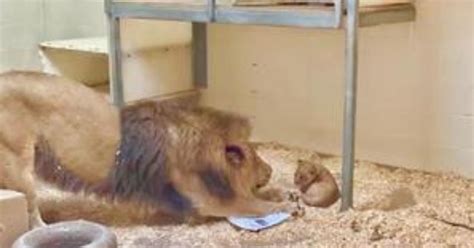 Um leão papai está sua cria pela primeira vez em um vídeo que