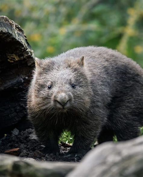 20 of the Most Iconic Australian Animals | Wildest