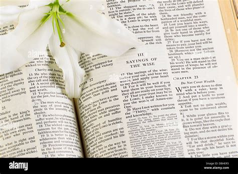 Lily Bible Hi Res Stock Photography And Images Alamy