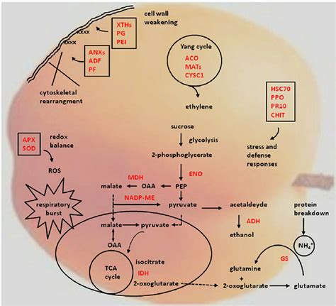 Schematic Overview Of The Protein Enzyme Species That Changed Their