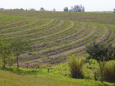 A Import Ncia Do Solo Plantio Em Curvas De Nivel