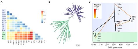 Frontiers Population Genomics Reveal Deep Divergence And Strong