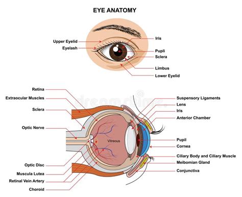 Diagram Van De Structuur Van Het Menselijk Oog Medische Wetenschap