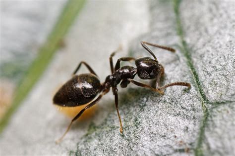 Odorous House Ants Bellingham Pest Control Exterminator Pacific Pest Washington