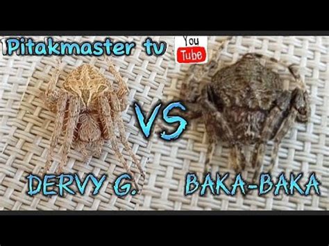 Dervy G Vs Baka Baka YouTube