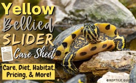 Yellow-Bellied Slider Care Sheet: Diet, Care, Lifespan, & More Facts