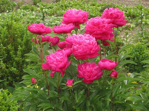 Peonia Rose, Flowers, Plants, Pink, Plant, Roses, Royal Icing Flowers ...