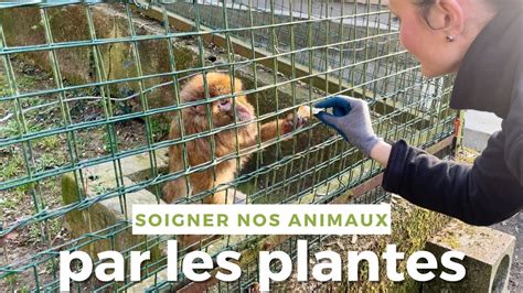 SOIGNER NOS ANIMAUX PAR LES PLANTES YouTube