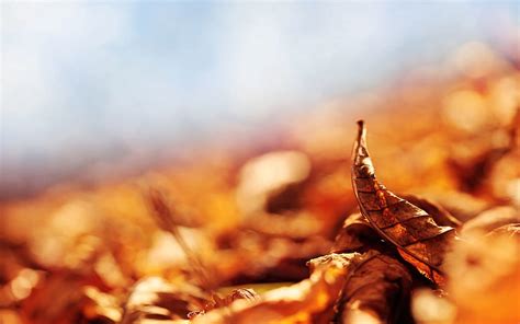 Autumn Leaves Macro Dry Leaflet Hd Phone Wallpaper Pxfuel